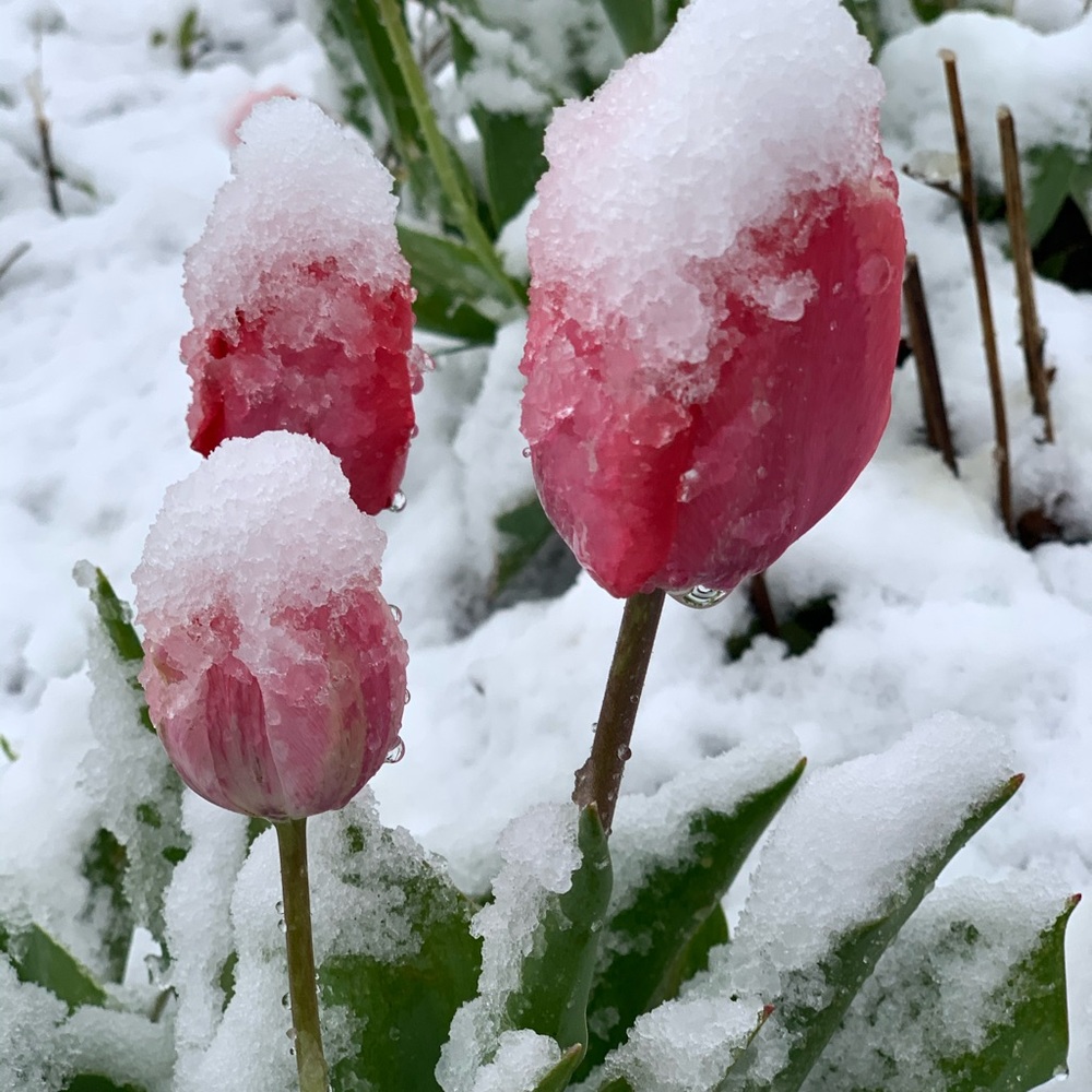 Buy one get 2 of same price or lower free!